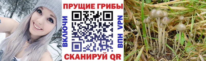 Псилоцибиновые грибы мухоморы  Поронайск 